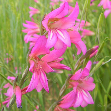 Gladioli Corms