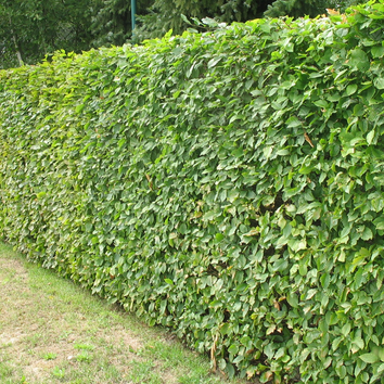 Beech Hedges