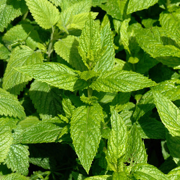 Herb Plants