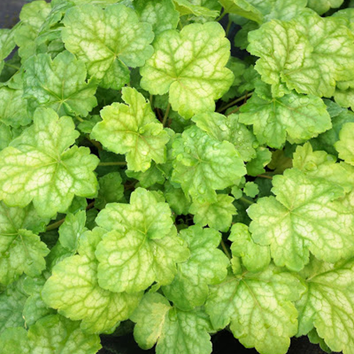 Heuchera Plants