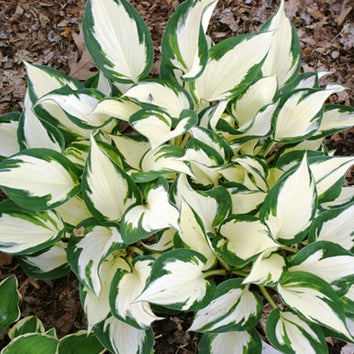 Hosta Plants