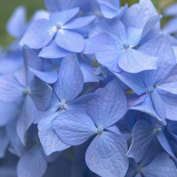 Blue Plants & Flowers