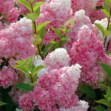 Garden Shrubs