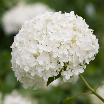 White Plants & Flowers