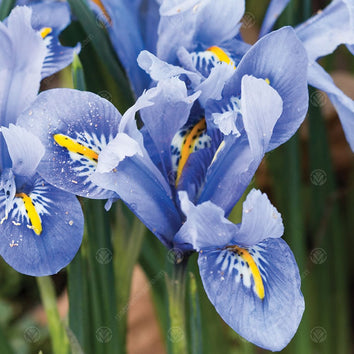 Iris Bulbs