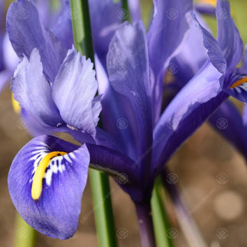 Winter Flowering Bulbs