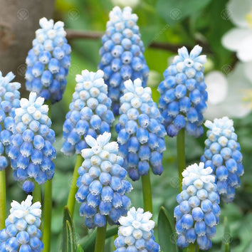 Muscari Bulbs