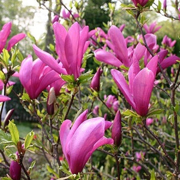 Magnolia Trees