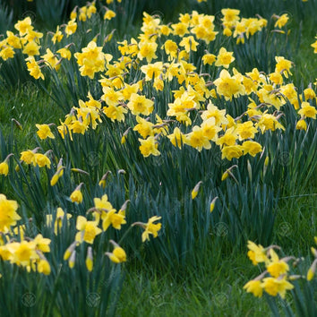 Narcissus Bulbs