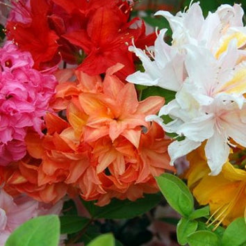 Multicoloured Plants & Flowers