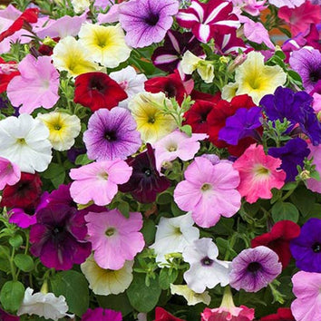 Hanging Basket Plants