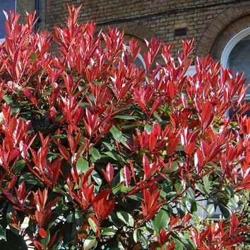 Colourful Hedging