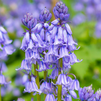 Bluebell Bulbs