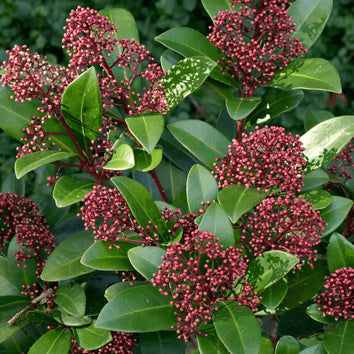 Evergreen Plants