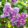 Syringa tree pink flowers.