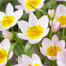 Pink tulip flowers.