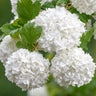 Close up of viburnum roseum flowers