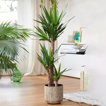 Large House Plants