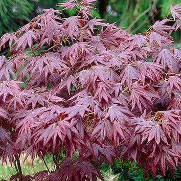 Acer - Japanese Maple Trees