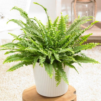 Air Purifying Plants