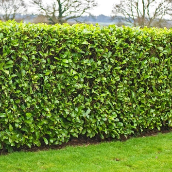 Garden Hedges & Hedging Plants