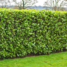 Laurel hedge in a garden during winter.