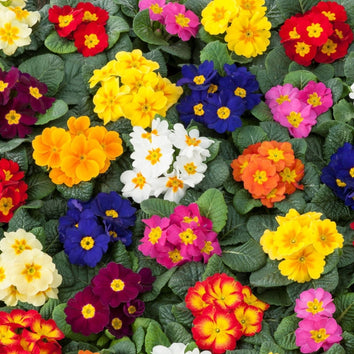 Bedding Plants