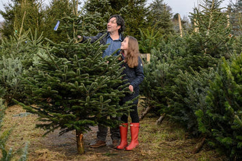 Fresh Cut Christmas Trees