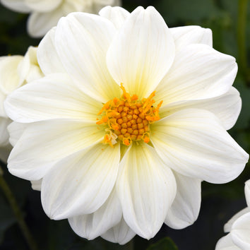 Dahlia Tubers