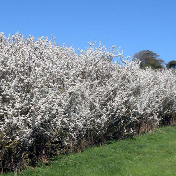 Fast Growing Hedges