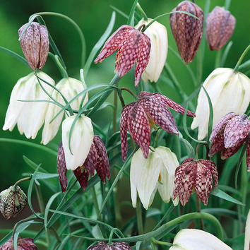 Fritillaria Bulbs