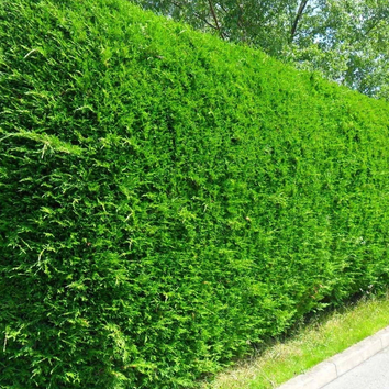 Leylandii Hedges