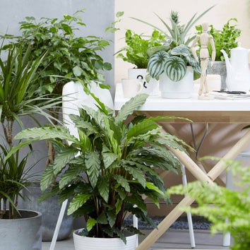 House Plants