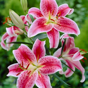 Lily Bulbs