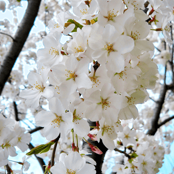 White Flowering Trees