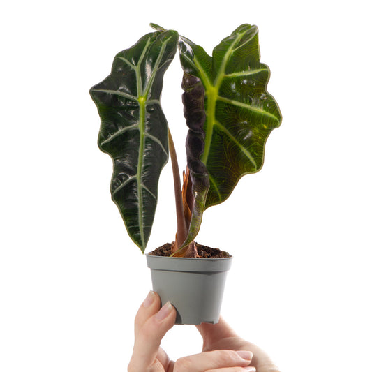 Baby Alocasia 'Curly Bambino'