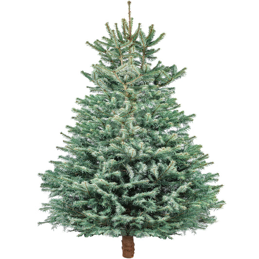 Blue Spruce Fresh Cut Christmas Tree