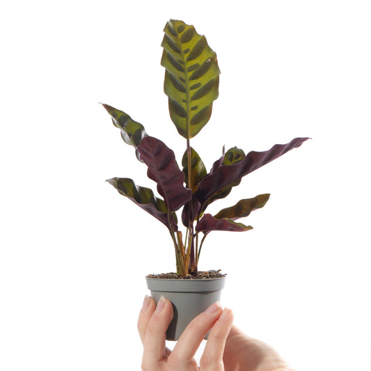 Baby Calathea lancifolia