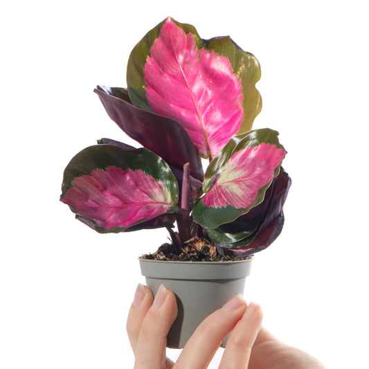 Baby Calathea 'Rosy'