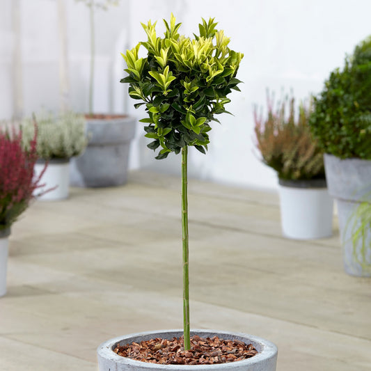 Euonymus 'Paloma Blanca' Patio Tree