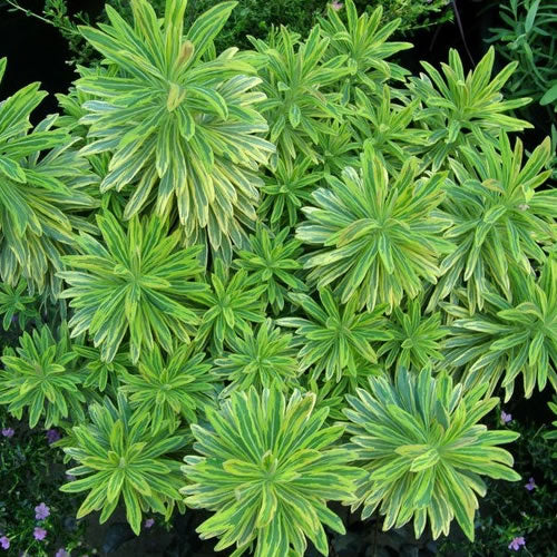 Euphorbia 'Ascot Rainbow'