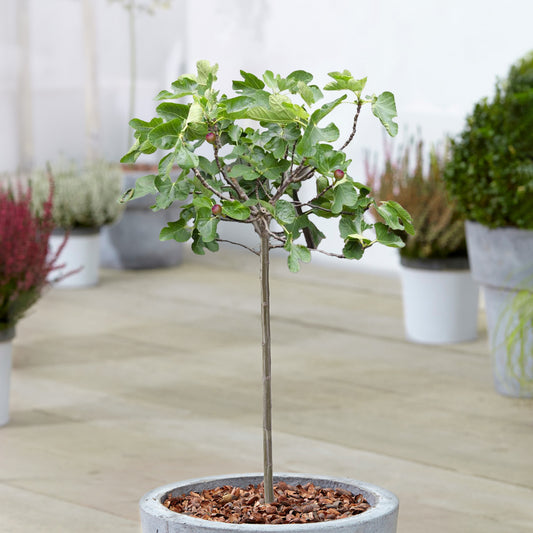 Ficus 'Little Miss Figgy' Patio Tree