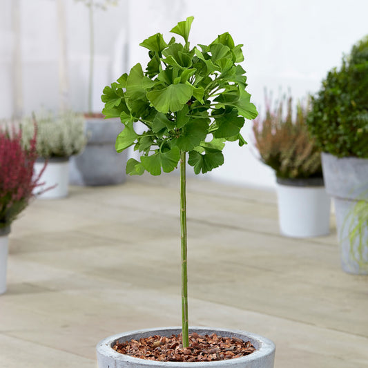 Ginkgo 'Mariken' Patio Tree