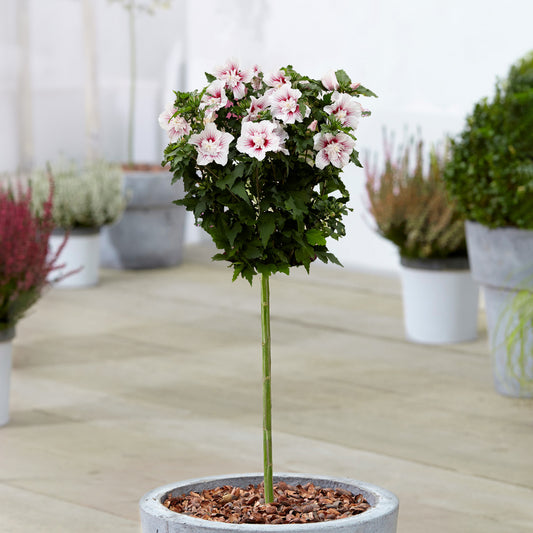 Hibiscus 'Starburst Chiffon' Patio Tree