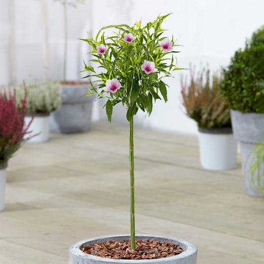 Prunus 'Pink Peachy' Patio Tree