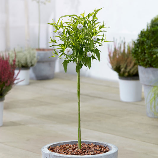 Prunus 'White Peachy' Patio Tree