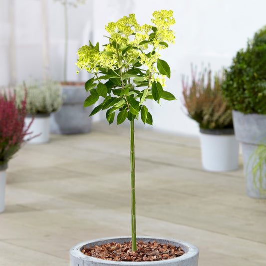 Hydrangea 'Magical Candle' Patio Tree