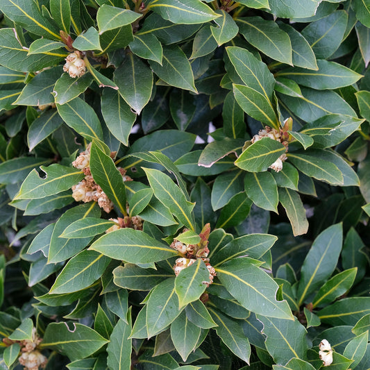 Laurus nobilis Pair