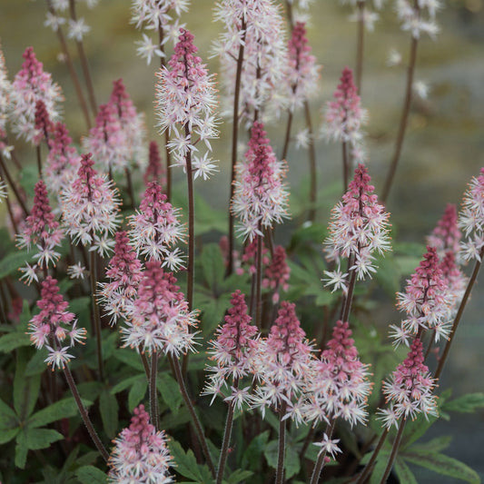 Tiarella 'Raspberry Sundae'