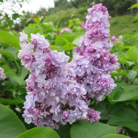 Syringa 'Carpe Diem'